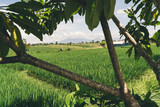 Fototapeta Desenie - Green tree growing near rice fields on sunny day