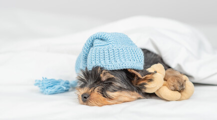  Cute Yorkshire terrier puppy wearing warm blue hat sleeps on his back on a bed under white warm blanket at home and hugs favorite toy bear