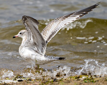 Seagull Stock Photo And Image. Close-up Profile View In The Water With Spread Wings And Splashing Water In Its Habitat Surrounding And Environment Displaying Wings, Eye, Beak With Water Background..