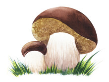 Old Style Drawing. Two Porcini Mushrooms With Dense, Powerful Stalk And Dark Brown Cap Grow From Green Grass. Big And Small Mushrooms. Hand Drawn Watercolor Illustration Isolated On White Background