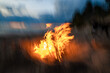© Sarah Rypma - Closeup of Burning fire and flames
