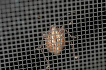 Stink bug crawling across a net