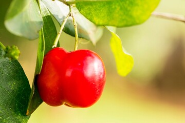 Acerola fruta no galho.