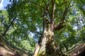 Wall Mural - Forest walk