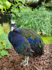 Afropavo congensis - Congo peafowl close up view of head in green background