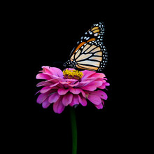 Monarch Butterfly On Pink Zinnia With Black Background