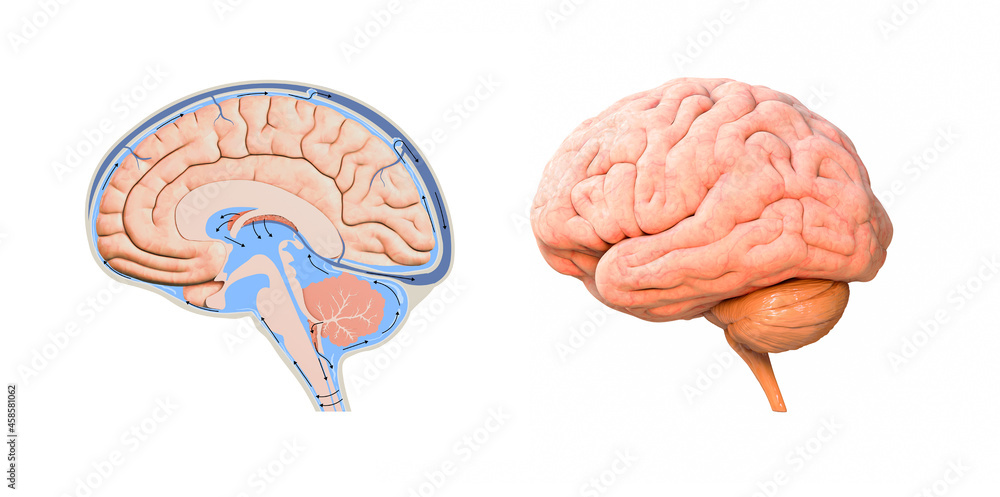 human brain cross section diagram. 3d render Stock Illustration | Adobe ...
