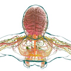 Wall Mural - Human Brain Anatomy For Medical Concept 3D