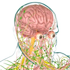 Wall Mural - Human Brain Anatomy For Medical Concept 3D Rendering