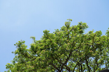 Wall Mural - a beautiful sky view with green leaves from the bottom up. beautiful blue sky on a sunny day. the scenery in the summertime.