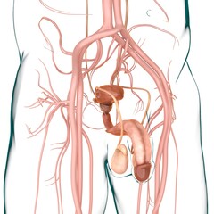 Canvas Print - Male Reproductive System Anatomy For Medical Concept 3D Rendering