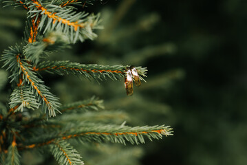 Two gold wedding rings on branch of Christmas tree outdoors, close-up. Love and marriage symbol, wedding day concept. Selective focus on rings