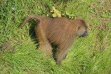 Male Guinea Baboon Profile With High Grass. 