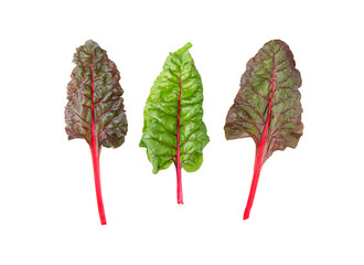 Sticker - Beetroot leaves, fresh beet leaf isolatet.