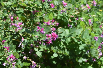 Sticker - Japanese bush clover flowers. Japanese bush clover has beautiful magenta flowers on its supple branches from summer to autumn. 