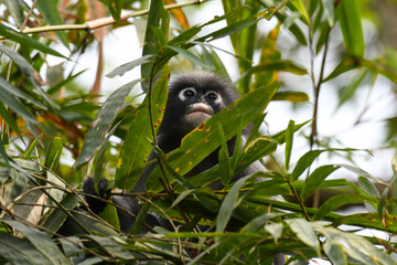 Canvas Print - Looking up, Dusky Leaf Monkey, Trachypithecus obscurus, Endangered, 004