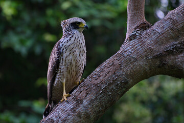 Poster - Crested Serpent agle Bird