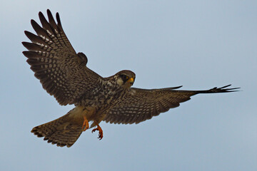 Canvas Print - amur falcon bird of prey in flight