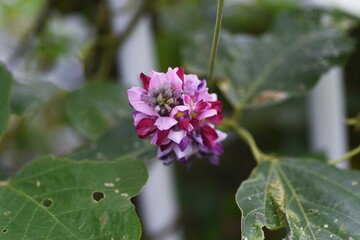 Wall Mural - Kudzu flowers. Kudzu is a Fabaceae perennial vine plant that uses roots as ingredients and crude drugs in Japan. 