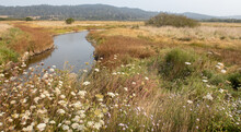 The Humboldt Animal Bird Sanctuary Wetlands In Northern California With A Stream And Grasslands Near Eureka