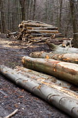 Wall Mural - Stacked beech trunks in the forest by the road.