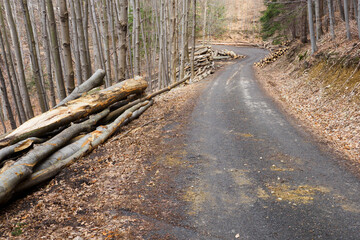 Wall Mural - Stacked beech trunks in the forest by the road.