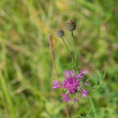 Wall Mural - Pink flower in a green environment in summer