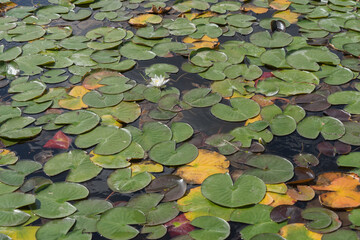 Wall Mural - Closeup of white waterlily and lotus in the garden pond