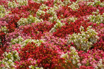 Canvas Print - Close up of red, pink and white Begonia Semperflorens in flower bed. 