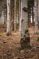 Wall Mural - Tumors on a tree trunk in the forest.