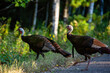 Wild turkeys (Meleagris gallopavo) in late summer Wisconsin