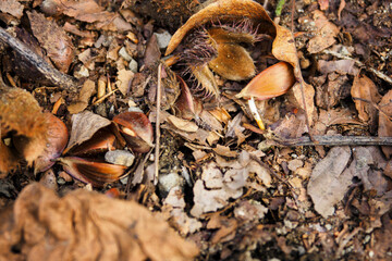 Canvas Print - Beech on the ground with a sprout.