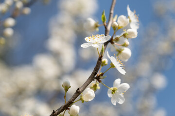 Sticker - Beautiful spring blossoms at the park