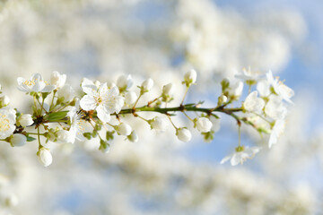 Sticker - Beautiful spring blossoms at the park