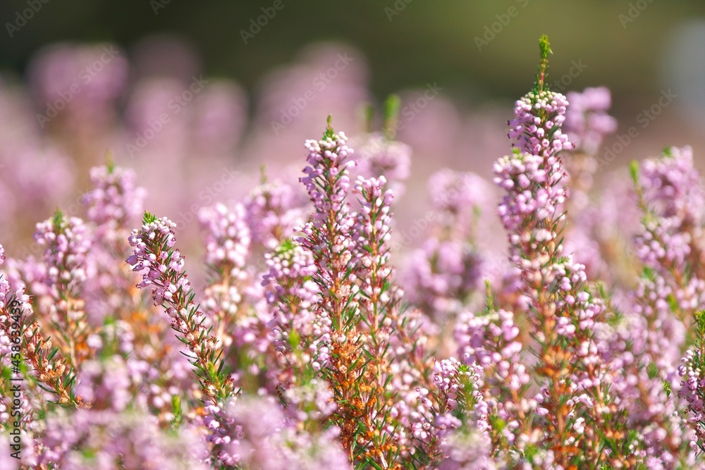 香り漂うエリカの花園 Stock Photo | Adobe Stock