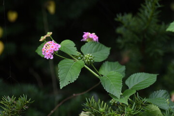 Wall Mural - Lantana flowers. Verbenaceae evergreen plants. The flowering time is from May to October.