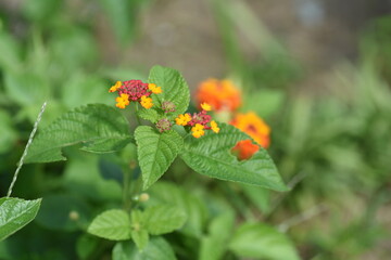 Canvas Print - Lantana flowers. Verbenaceae evergreen plants. The flowering time is from May to October.