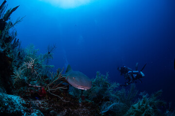 Wall Mural - diver and reef