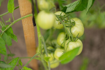 Sticker - Closeup shot of unripe green tomatoes growing in the garden