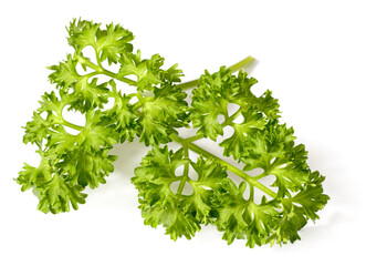 Wall Mural - curly parsley isolated on the white background