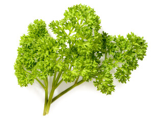 Wall Mural - curly-leaf parsley isolated on the white background, top view