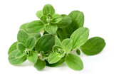 Fototapeta Panele - fresh sweet marjoram herb isolated on the white background