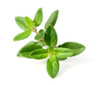 © Amy Lv - fresh thyme herb isolated on the white background