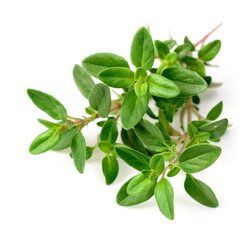 Sticker - fresh thyme herb isolated on the white background