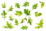 Fototapeta Sypialnia - fresh Variegated Mugwort herb leaf isolated on the white background, top view