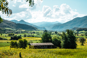 field scenery views and green fields on a clear day