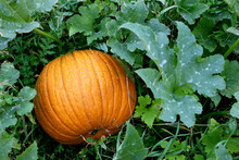 Orange Big Pumpkin With Green Leaves On Garden Bed On Bush In Garden. Fresh Farm Vegetable, Harvest In Organic Farm