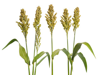 Sorghum bicolor, commonly called sorghum and also known as great millet, durra, jowari, jowar or milo. Isolated