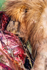 Poster - Male lions that have killed an animal on the savanna and eat