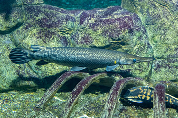 Wall Mural - Alligator pike. Satisfied fish under human supervision. Help for endangered animals.